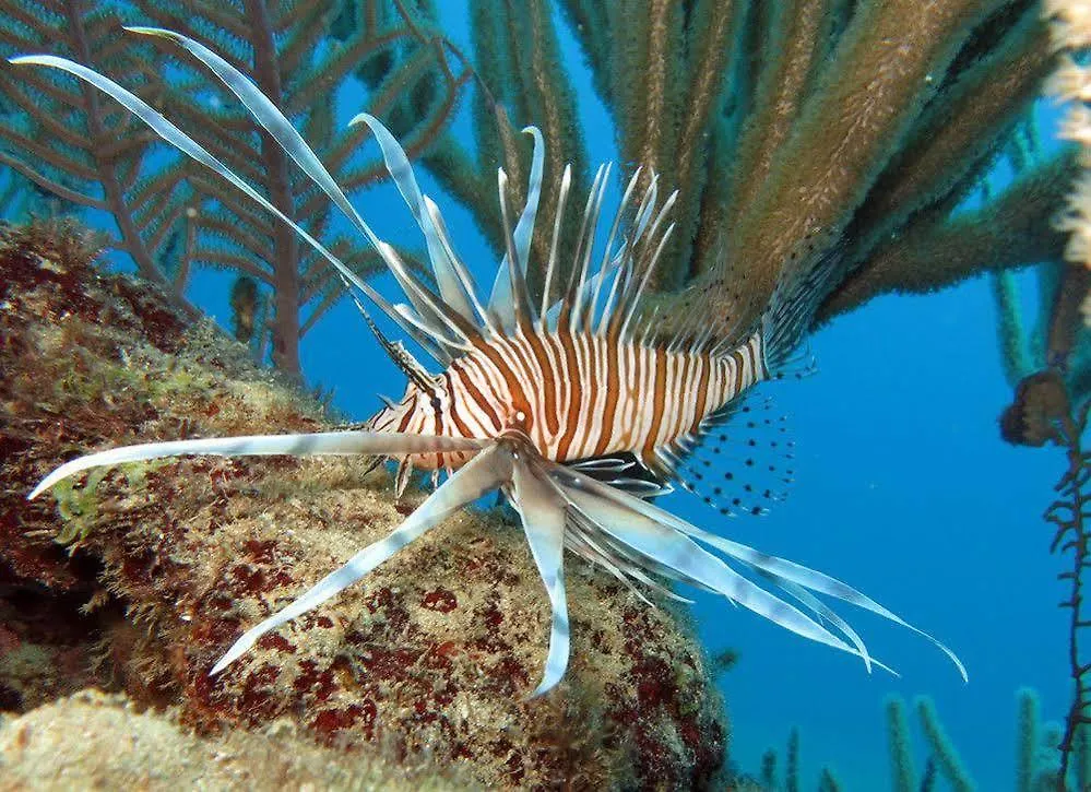 La Tortuga Ξενοδοχείο Punta Rucia
